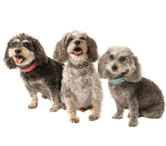 Small Dog Spiked Studded Rivets Pets Leather Collar Can Go With Harness S M-BLUE