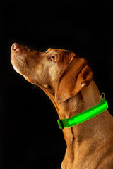 SAFETY LED Dog Pet Light Up Collar Night Glow Adjustable Bright 6 Color XS S L